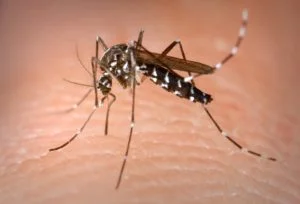 Virus Zika y Reproducción Asistida